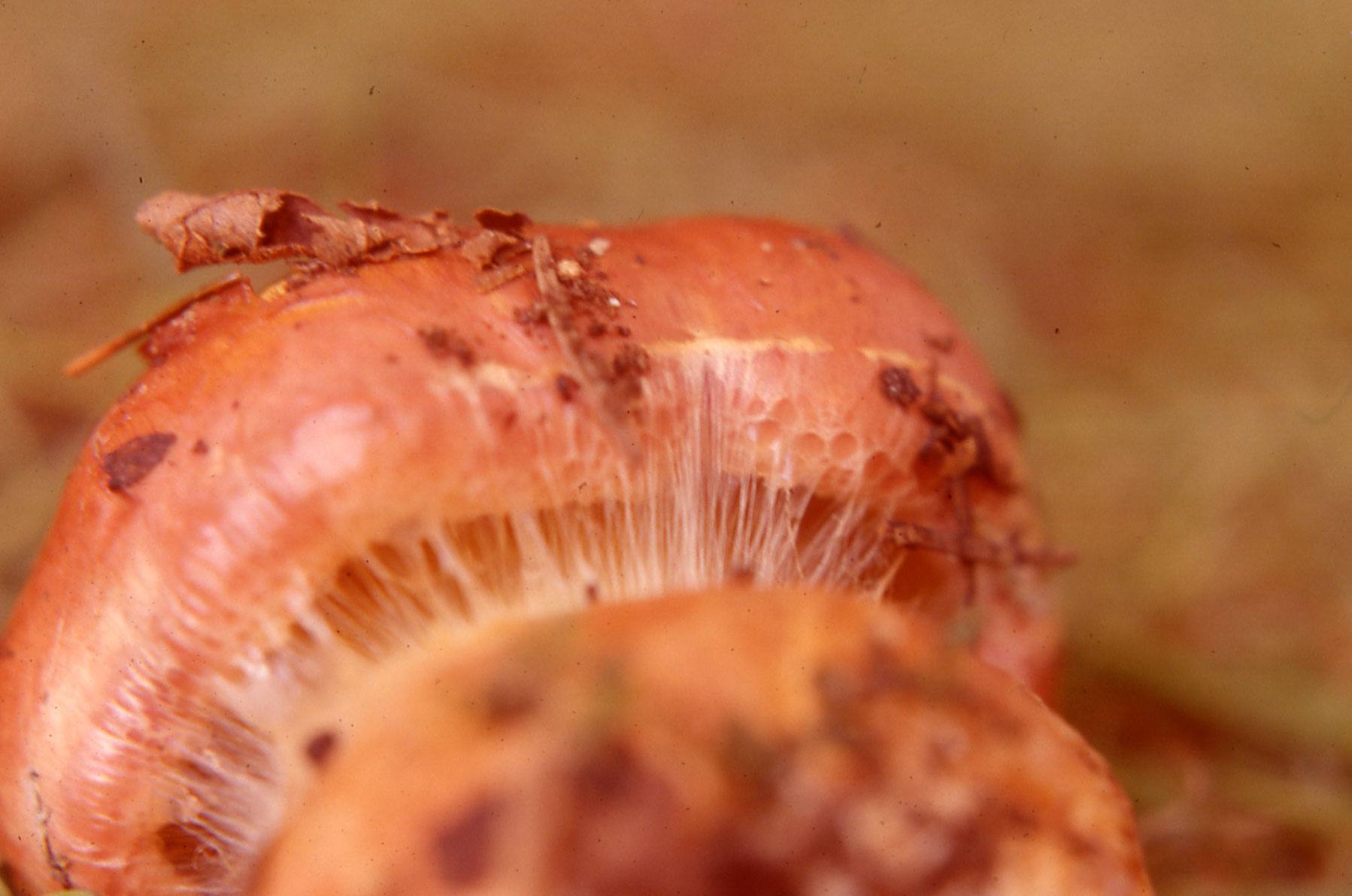 Cortinarius balteatocumatilis var. laetus